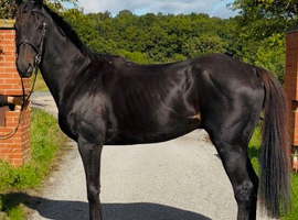 Black beauty / fantastic hacker ( has been seen to windsuck) controlled with a collar
