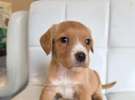 Wonderful cocker spaniel x beagle