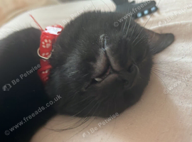 Loki