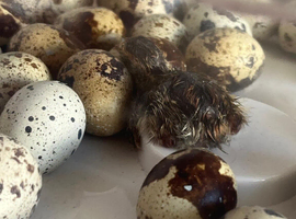 Coturnix quail hatching eggs