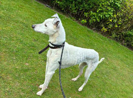 Whippet x collie