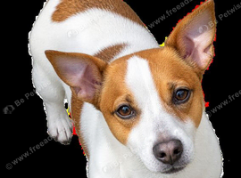 Red and white Jack Russell Boy.