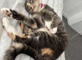 Rehoming Lola
