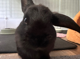 My baby plagg needs a new home as i cannot suit his energetic self with my new routines