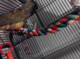 Patagonian conure