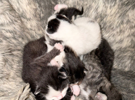 Kittens !!!
