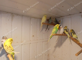 Baby budgies in cardiff