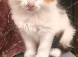 Female kitten