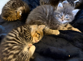 Kittens ready now