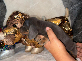 Miniature DACHSHUND