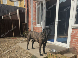Cane corso x American bully