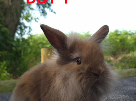 Lionhead bunnies ready now