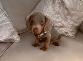 Gorgeous Isabella Dachshund Boys