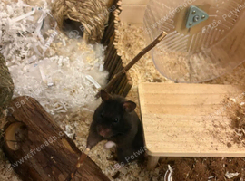 Black female Syrian hamster