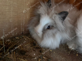 Lionhead bunnies