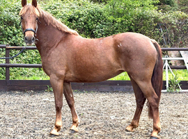 Striking 158cm WPB Mare