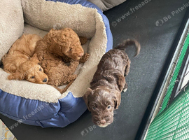 Pra clear miniture cockapoo puppies