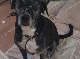 10 year old lab cross staffie