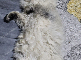 Lovely cat for sale