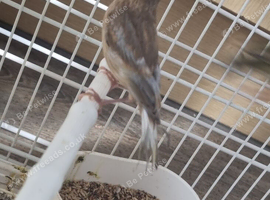 High-Quality Raza Canary Birds for Sale