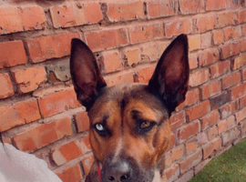 Belgian Mali x German shepherd