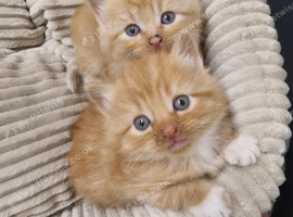 Kittens for sale