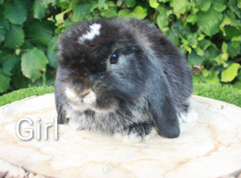 Pure bred mini lop baby rabbits