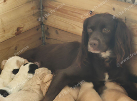Working springer spaniels