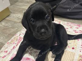 6 Labrador puppies