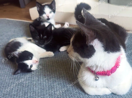 Kittens
