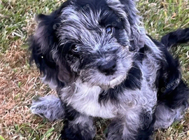 Cockapoos