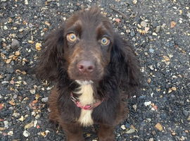Cocker spaniel female