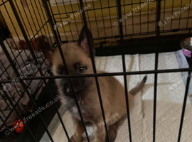 1 boy pup available ready now