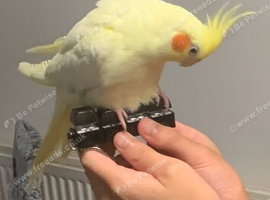 Tamed Male Latino cocktail for sale