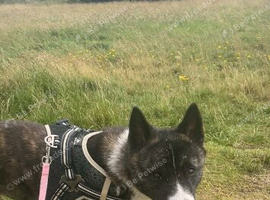American Akita looking for a loving home