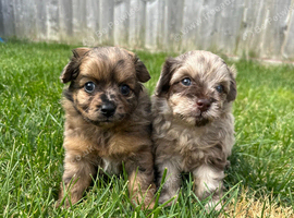 Adorable Doxiepoo x Pomeranian Puppies