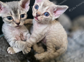Pedigree TICA Devon Rex Kittens