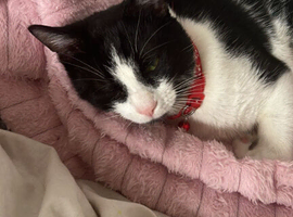 Tuxedo male cat