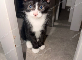 Beautiful Pedigree Kitten (Girl) - Playful, Litter Trained & Ready for a Loving Home. 3 months old