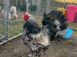 Silver/gold laced Brahma hatching eggs
