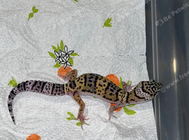 Young leopard gecko (Female) ready to leave NOW!