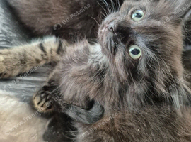 7 kittens for sale