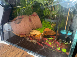 Red cherry shrimp medium-high grade