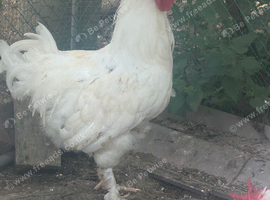 Large White Feather-Legged Cockerel &ndash; Healthy & Beautiful
