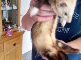 Jill ferret