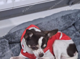 A loving Forever Home Wanted for Beautiful 2yr old Charlii