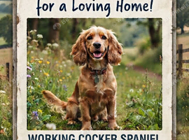 Cocker spaniel wanted