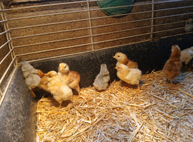 Day old chicks