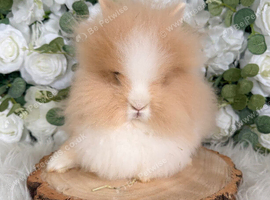 Double Mane Lionheads Boys & Girls - Ready Now