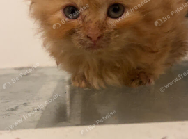 URGENT 3 Beautiful Fluffy Kittens Ready For Forever Homes